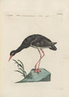 Ornithologia methodice digesta Pl.415