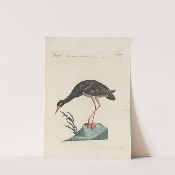 Ornithologia methodice digesta Pl.415 by Saverio Manetti