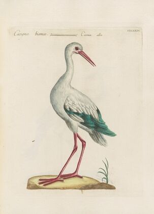 Ornithologia methodice digesta Pl.416