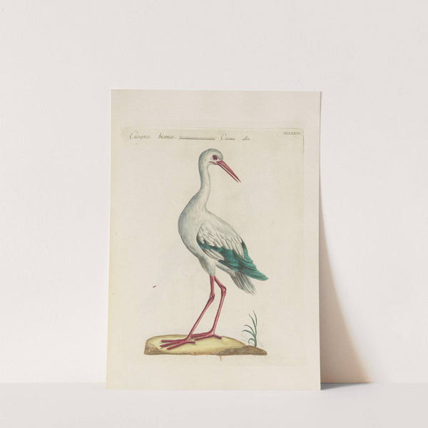 Ornithologia methodice digesta Pl.416 by Saverio Manetti