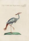 Ornithologia methodice digesta Pl.417
