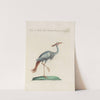 Ornithologia methodice digesta Pl.417 by Saverio Manetti