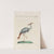 Ornithologia methodice digesta Pl.417 by Saverio Manetti