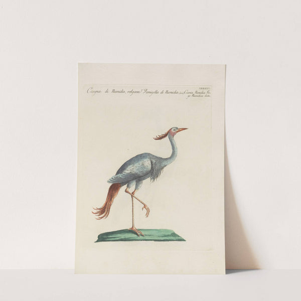 Ornithologia methodice digesta Pl.417 by Saverio Manetti