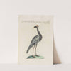 Ornithologia methodice digesta Pl.418 by Saverio Manetti
