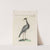 Ornithologia methodice digesta Pl.418 by Saverio Manetti