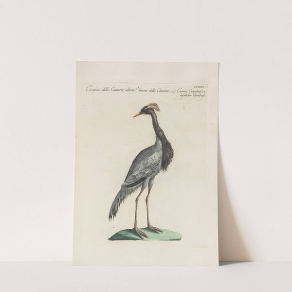 Ornithologia methodice digesta Pl.418 by Saverio Manetti