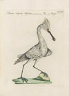 Ornithologia methodice digesta Pl.419
