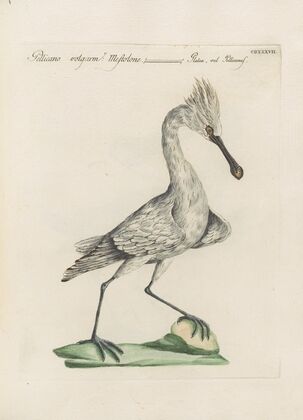 Ornithologia methodice digesta Pl.419