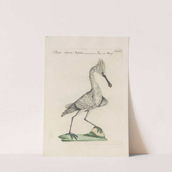 Ornithologia methodice digesta Pl.419 by Saverio Manetti