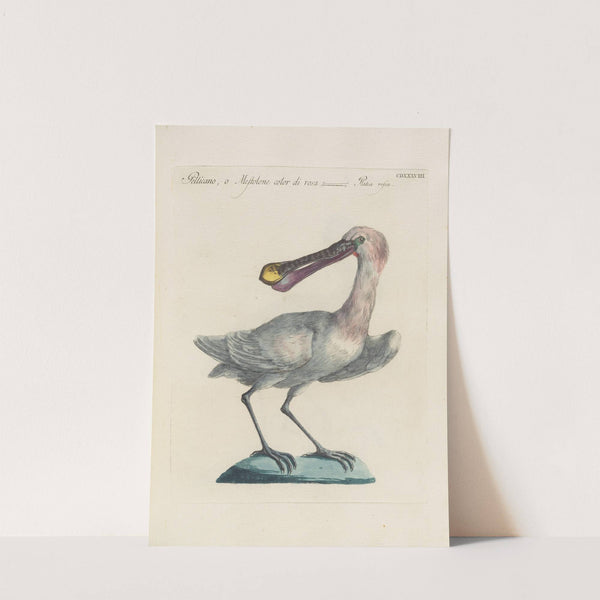 Ornithologia methodice digesta Pl.420 by Saverio Manetti