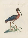 Ornithologia methodice digesta Pl.421