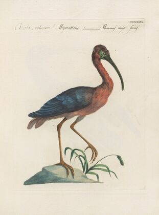 Ornithologia methodice digesta Pl.421