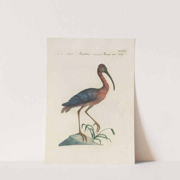 Ornithologia methodice digesta Pl.421 by Saverio Manetti