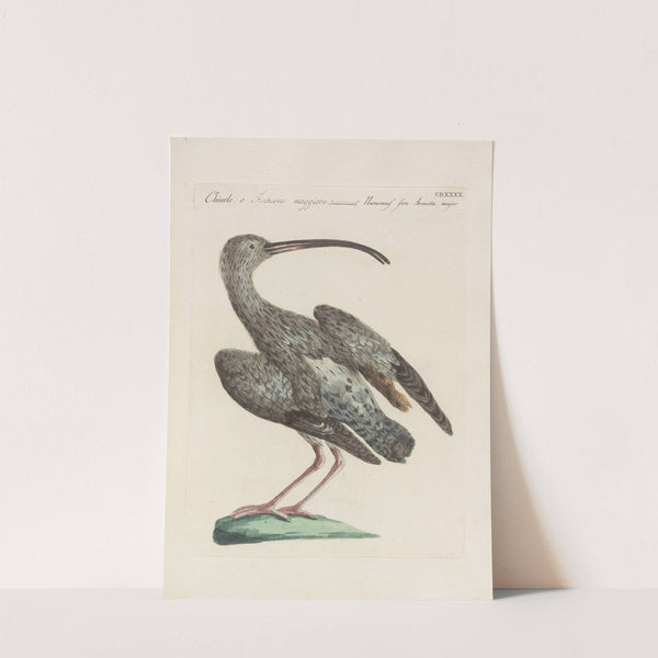 Ornithologia methodice digesta Pl.422 by Saverio Manetti