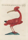 Ornithologia methodice digesta Pl.424