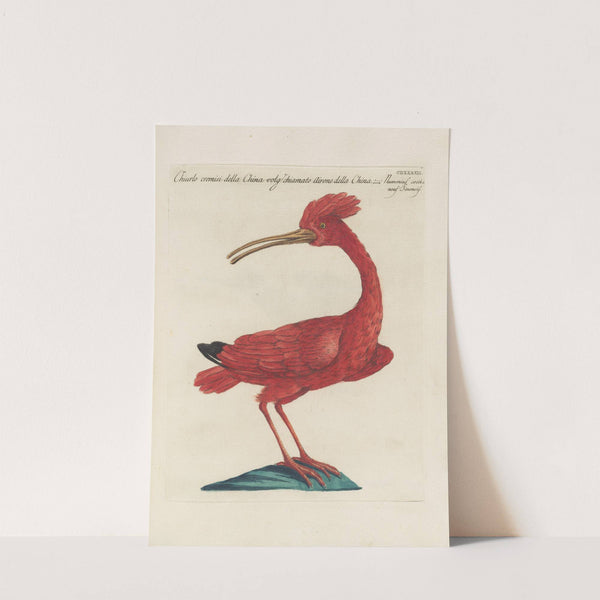 Ornithologia methodice digesta Pl.424 (1767-1776) by Saverio Manetti