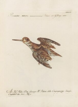 Ornithologia methodice digesta Pl.425