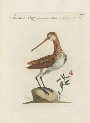 Ornithologia methodice digesta Pl.427