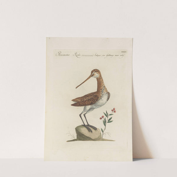 Ornithologia methodice digesta Pl.427 (1767-1776) by Saverio Manetti