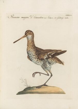 Ornithologia methodice digesta Pl.428
