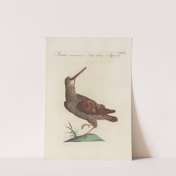 Ornithologia methodice digesta Pl.429 (1767-1776) by Saverio Manetti