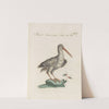 Ornithologia methodice digesta Pl.430 (1767-1776) by Saverio Manetti