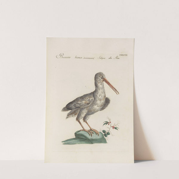Ornithologia methodice digesta Pl.430 (1767-1776) by Saverio Manetti