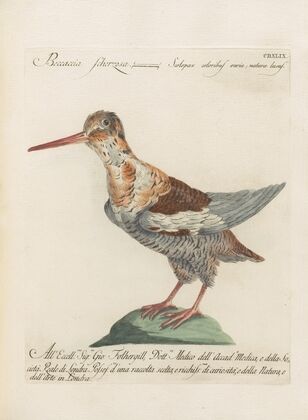 Ornithologia methodice digesta Pl.431