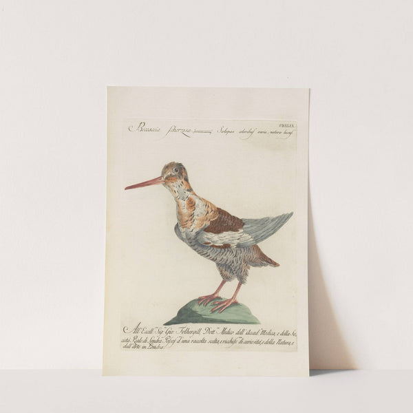 Ornithologia methodice digesta Pl.431 (1767-1776) by Saverio Manetti