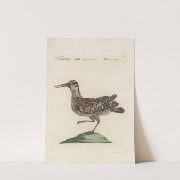 Ornithologia methodice digesta Pl.432 (1767-1776) by Saverio Manetti