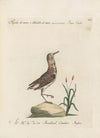 Ornithologia methodice digesta Pl.433