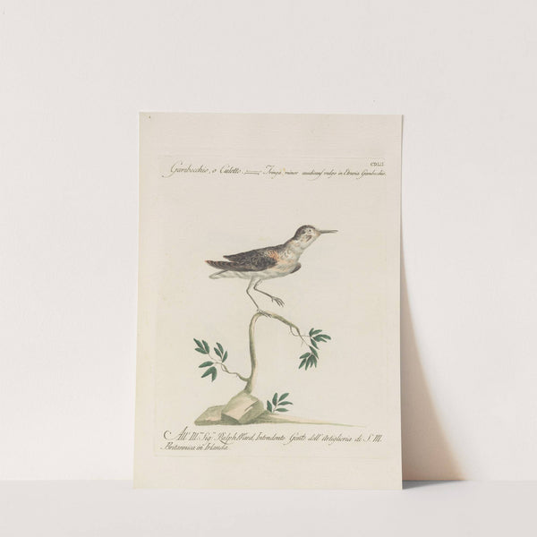 Ornithologia methodice digesta Pl.434 (1767-1776) by Saverio Manetti