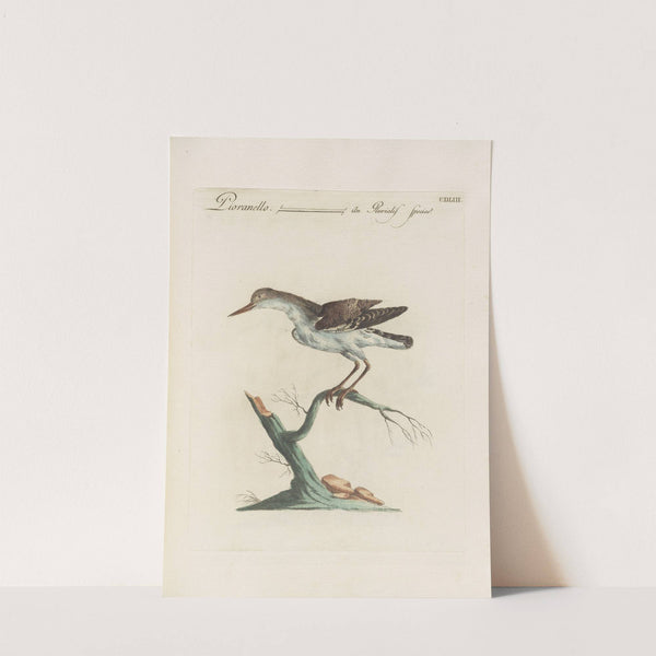 Ornithologia methodice digesta Pl.435 (1767-1776) by Saverio Manetti