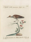 Ornithologia methodice digesta Pl.436