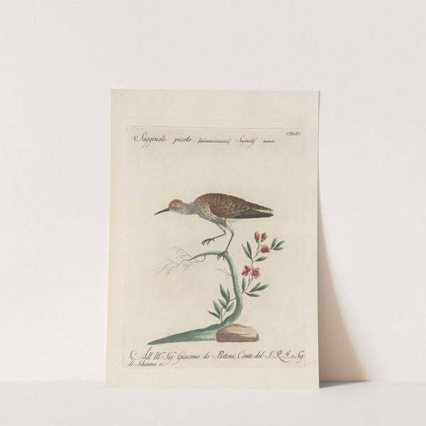 Ornithologia methodice digesta Pl.436 (1767-1776) by Saverio Manetti