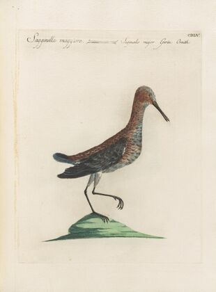 Ornithologia methodice digesta Pl.437