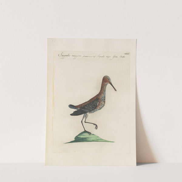 Ornithologia methodice digesta Pl.437 (1767-1776) by Saverio Manetti