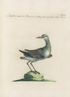 Ornithologia methodice digesta Pl.438