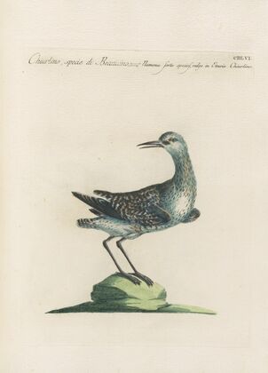 Ornithologia methodice digesta Pl.438