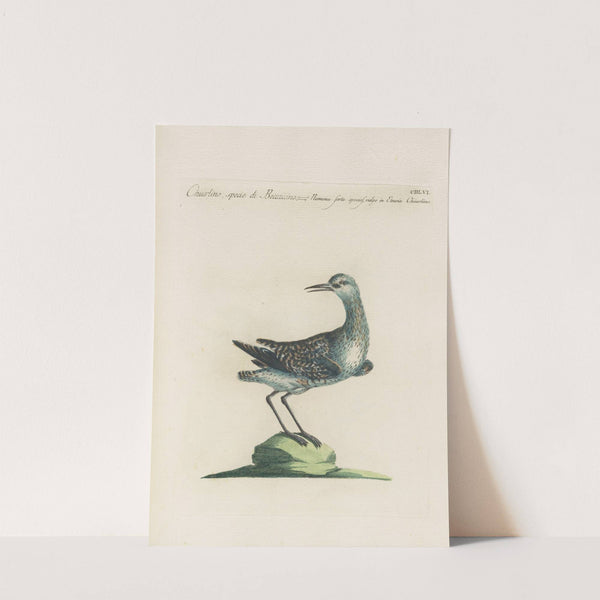 Ornithologia methodice digesta Pl.438 (1767-1776) by Saverio Manetti