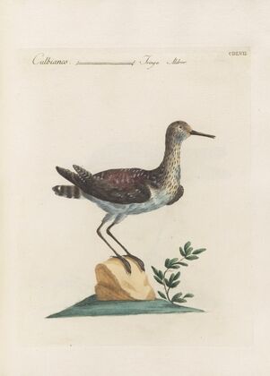Ornithologia methodice digesta Pl.439