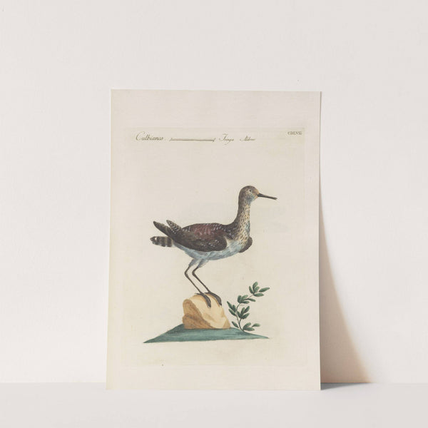 Ornithologia methodice digesta Pl.439 (1767-1776) by Saverio Manetti