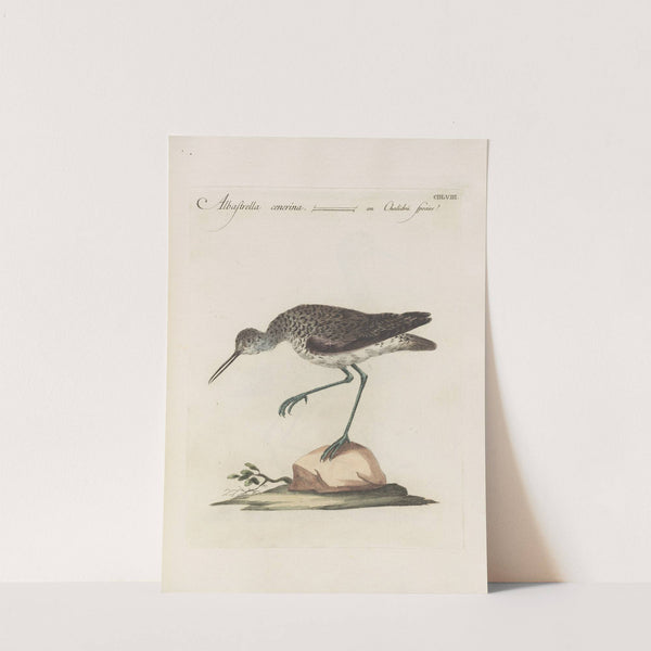 Ornithologia methodice digesta Pl.440 (1767-1776) by Saverio Manetti