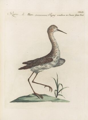 Ornithologia methodice digesta Pl.441