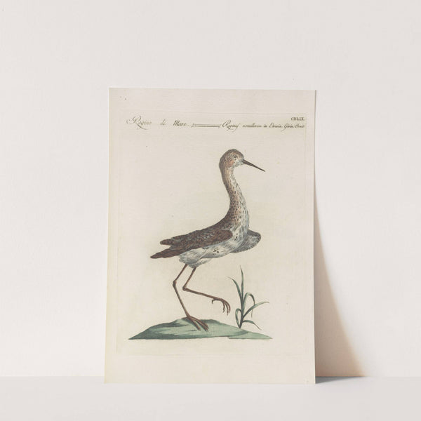 Ornithologia methodice digesta Pl.441 (1767-1776) by Saverio Manetti