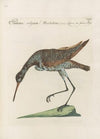 Ornithologia methodice digesta Pl.442