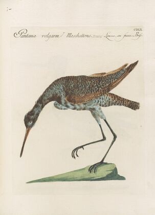 Ornithologia methodice digesta Pl.442