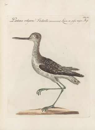 Ornithologia methodice digesta Pl.443