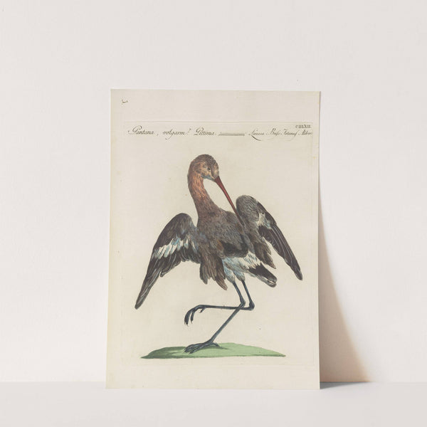 Ornithologia methodice digesta Pl.444 by Saverio Manetti